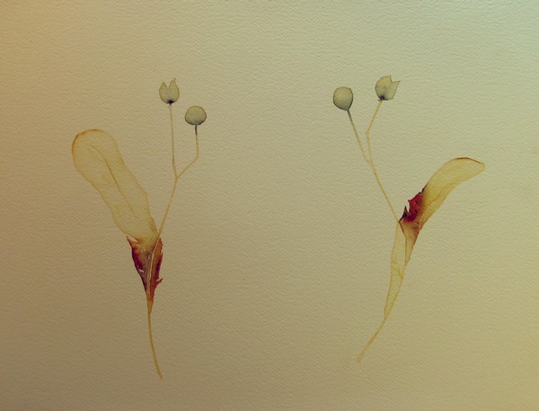 Dansande lindfrukter