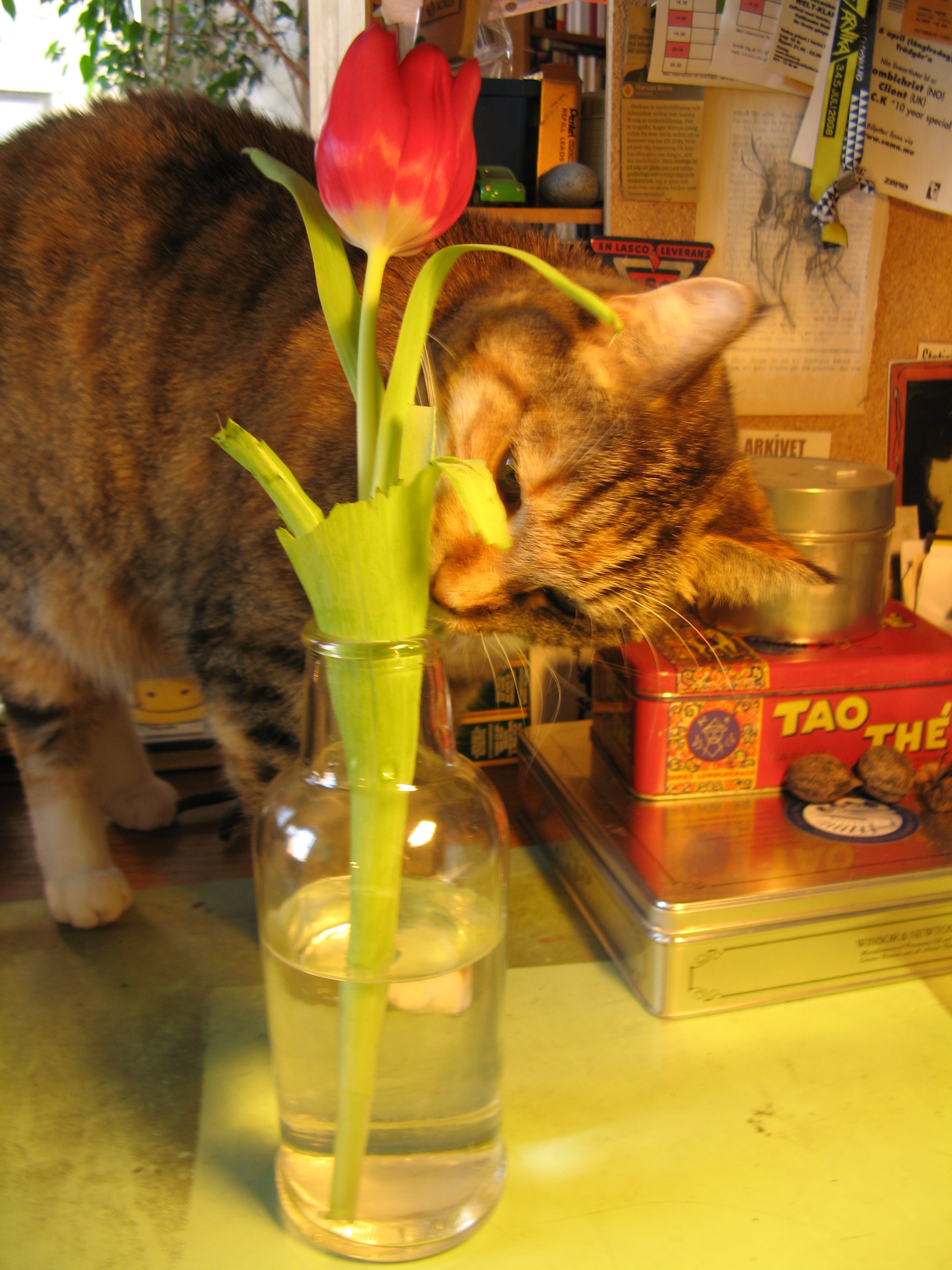 Cirrin och en tulpan